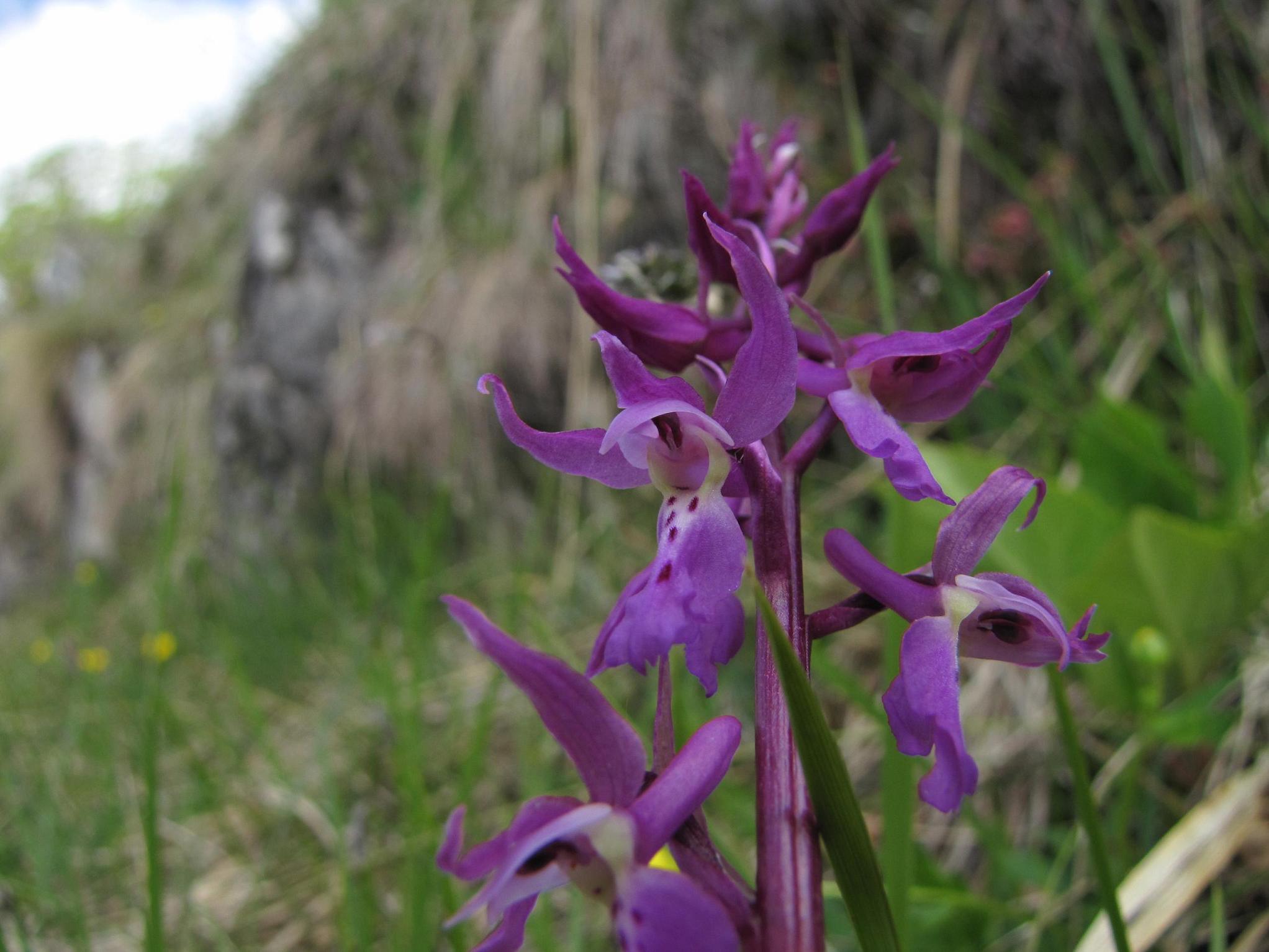 Identificazione 2: Orchis mascula?